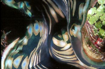 Giant Clam Mantle by Beverly Speed 